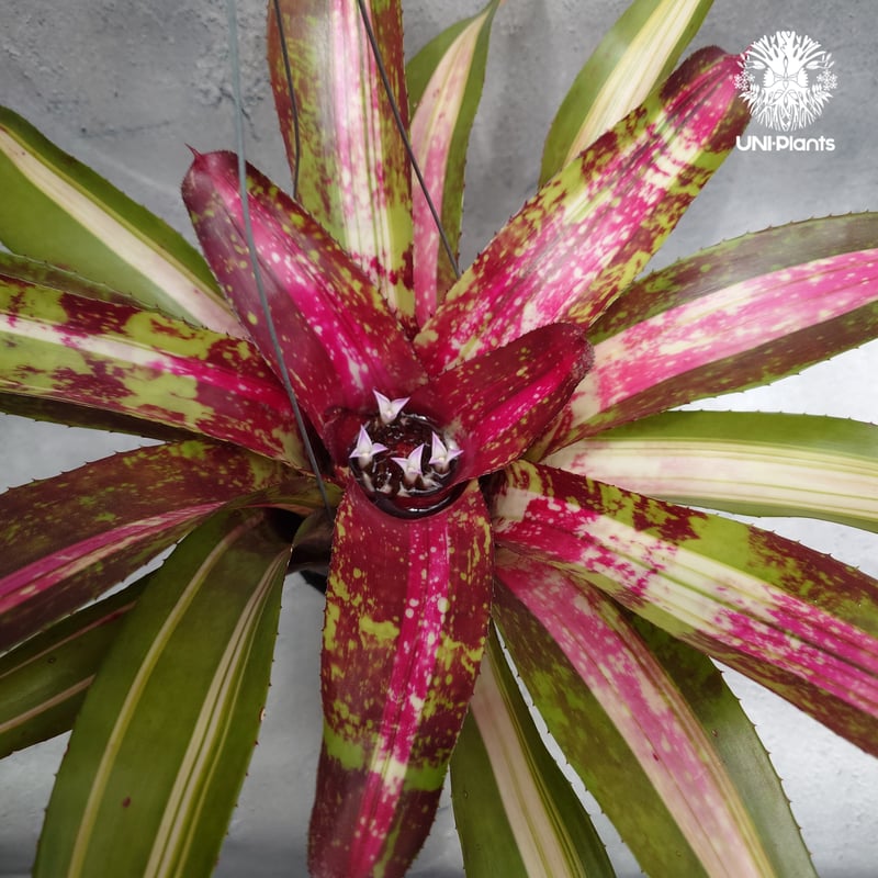 Neoregelia Predatress ネオレゲリア Neoregelia ブロメリア B
