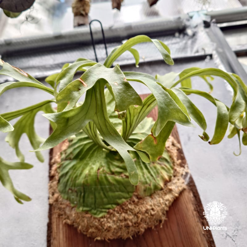 限定1株 Platycerium 'Rose' ( selection from P.kits