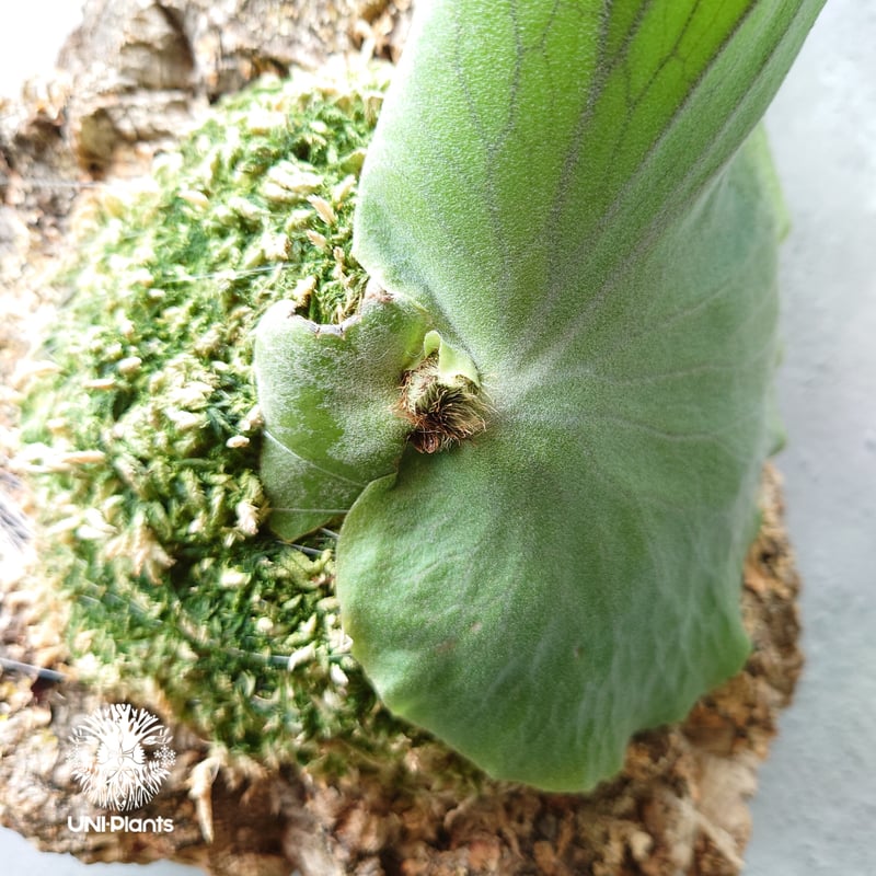 初入荷! ビカクシダ ワリチー Platycerium wallichii コウモリラン ビ...