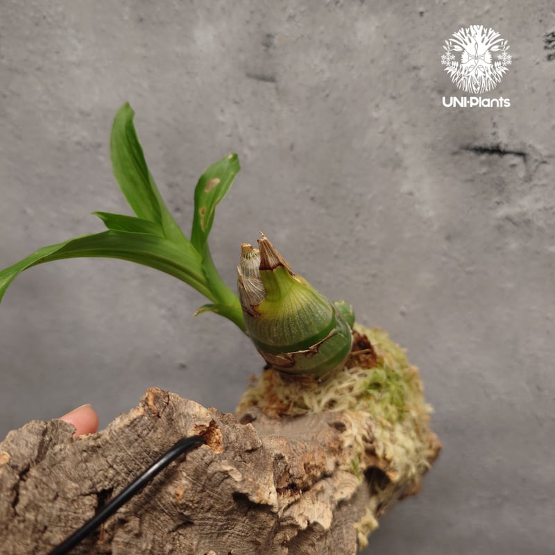 Catasetum Taiwan Yellow Diamond カタセタム タイワンイエローダ