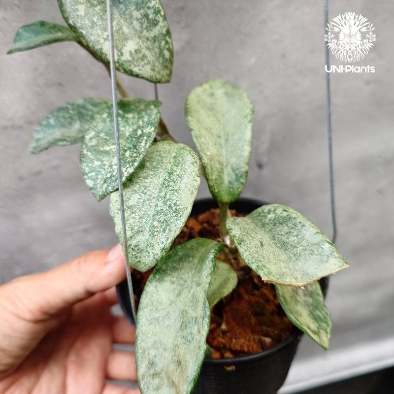 Hoya Carnosa Nova Ghost ホヤ カルノーサ ノバ ゴースト ホヤ 希少 