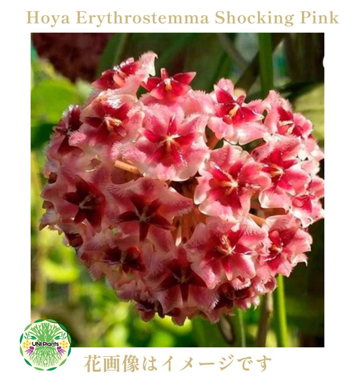 希少! Hoya Erythrostemma Shocking Pink ホヤ エリスロステマ