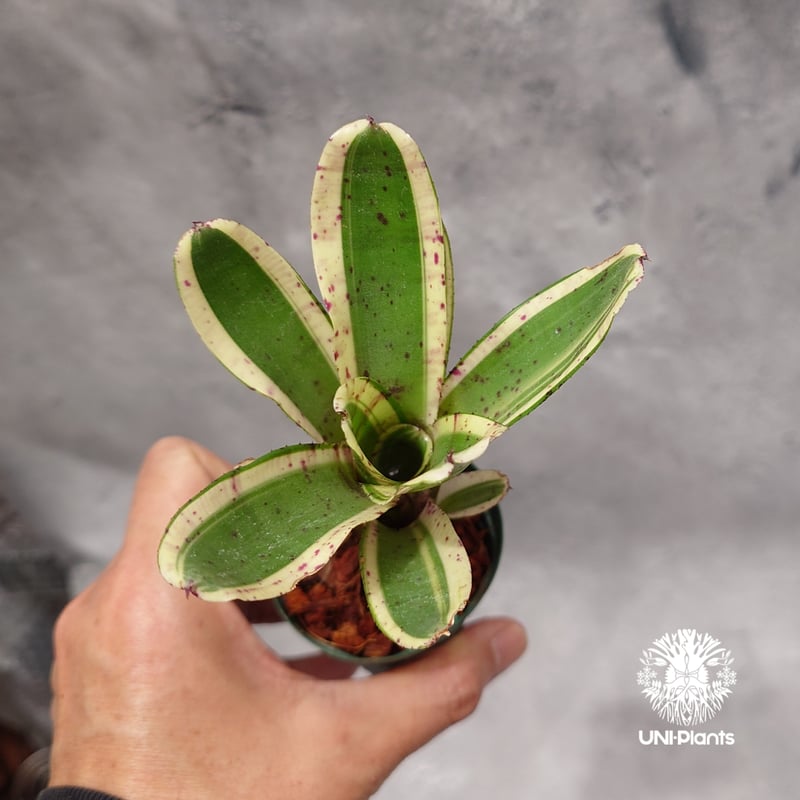 Neoregelia Hello Kitty ネオレゲリア ハローキティ Neoregeli