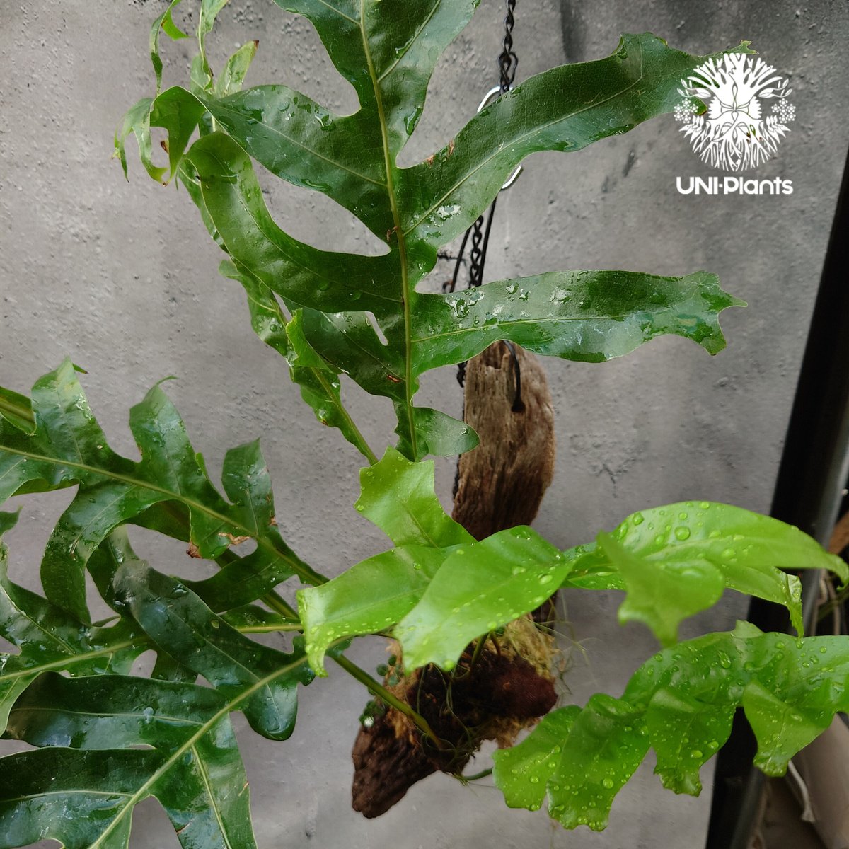 Drynaria bonii wild ドリナリア·ボニー タイ産山採り株 流木仕立て