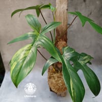 Philodendron Florida beauty variegated 流木仕立 フィロデンドロン フロリダ ビューティー バリエガータ 観葉植物 アロイド 斑入り植物