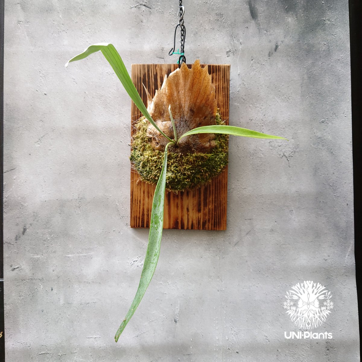 P. 'Blue Vista' ビカクシダ　親株　子株有 P. 'Blue Vista' ビカクシダ 親株 子株有