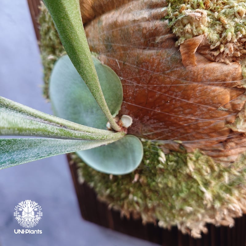 国内繁殖株・一点物】Platycerium sp.｜希少株｜(P.bifurcatum cv