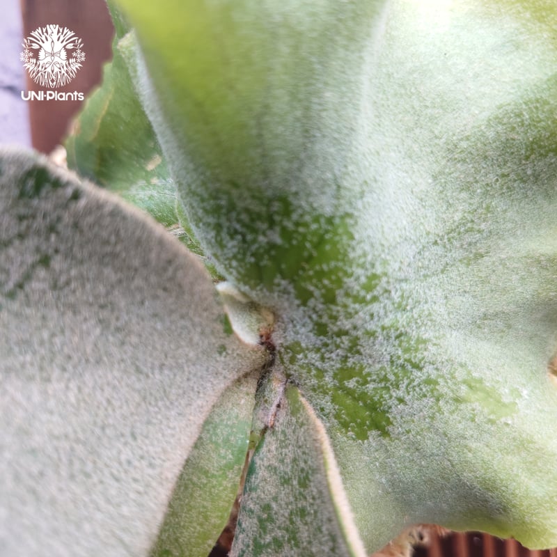 Platycerium willinckii wild cat(spore) ビカクシダ ウィ