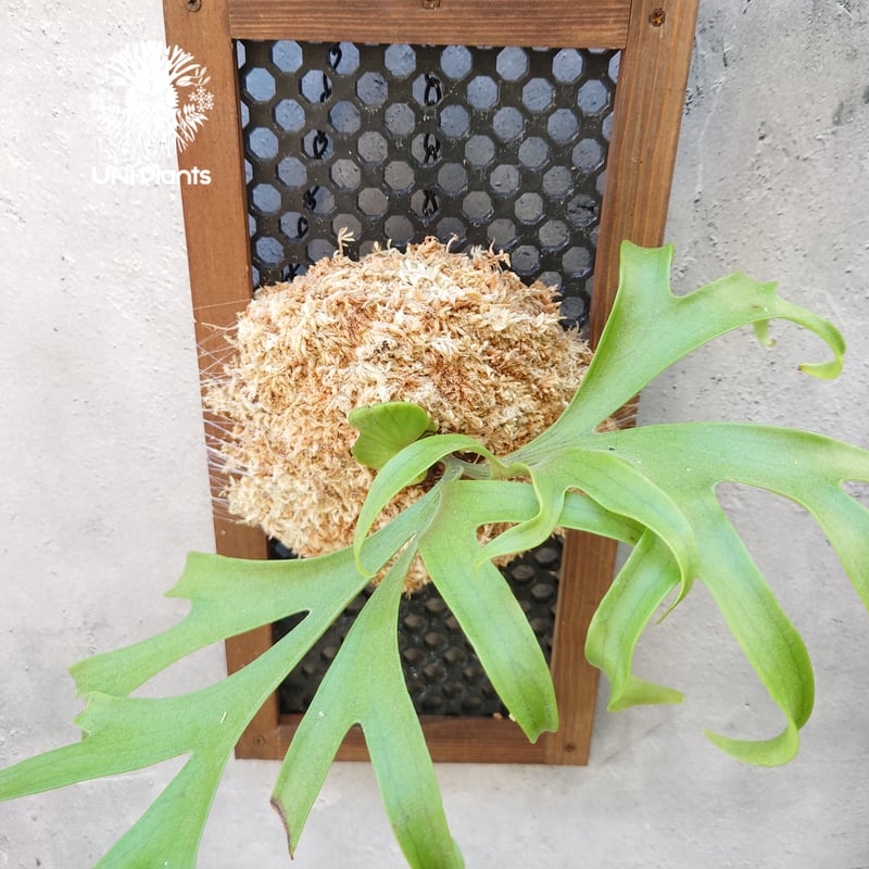 ビカクシダ コロナリウム〔Tonkla Thin〕 コルク付け4 特大サイズ