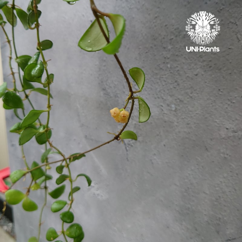 ホヤ サクララン ヘウスケリアナ イエロー Hoya heuschkeliana yellow