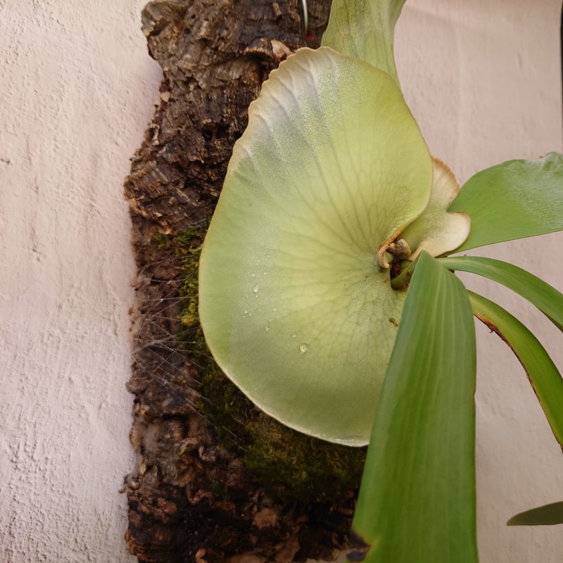 ビカクシダ ウィリンキーcv.インドネシア Platycerium willinckii c...