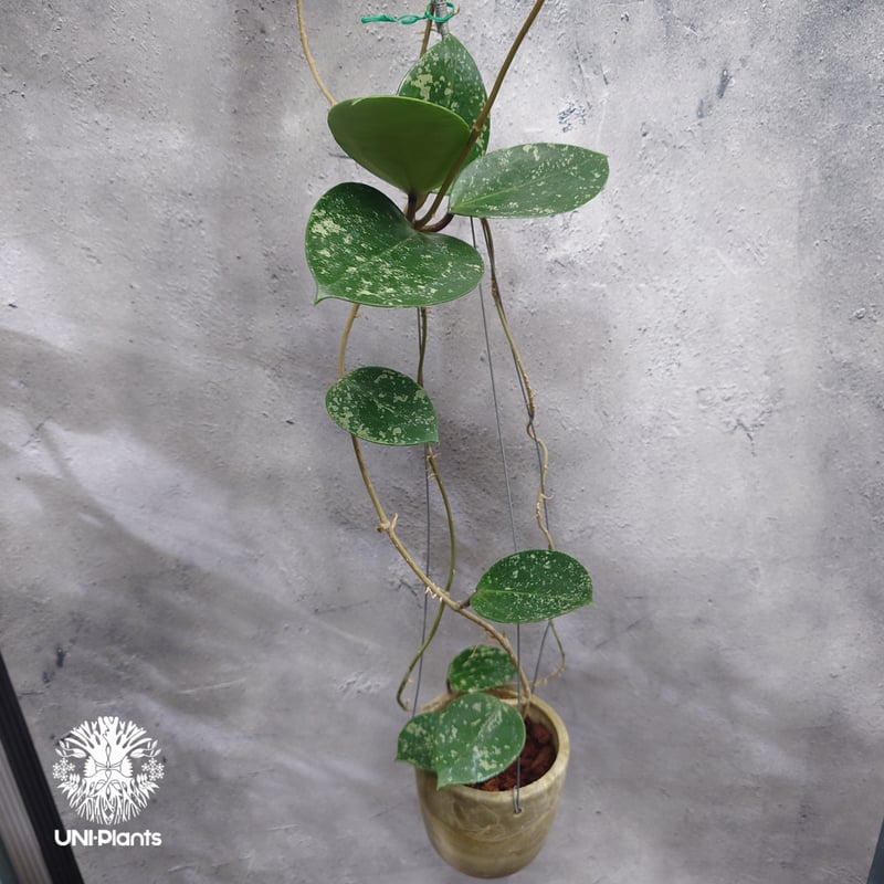 Hoya Parasitica Heart Leaves Splash ホヤ パラシティカ ハ