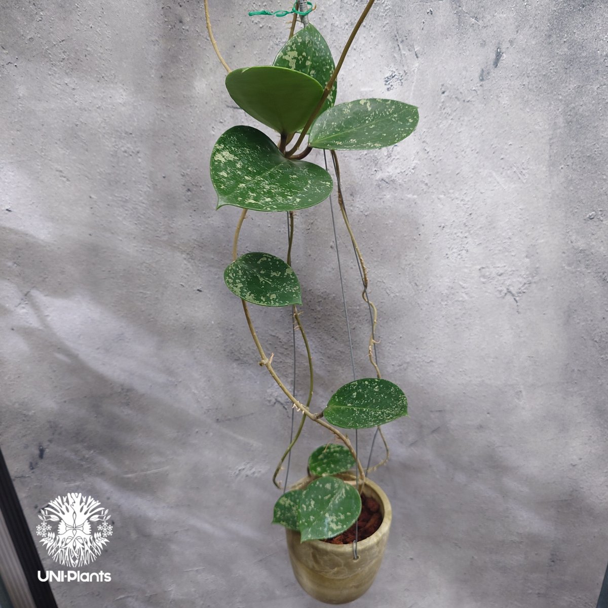Hoya Parasitica Heart Leaves Splash ホヤ パラシティカ ハ