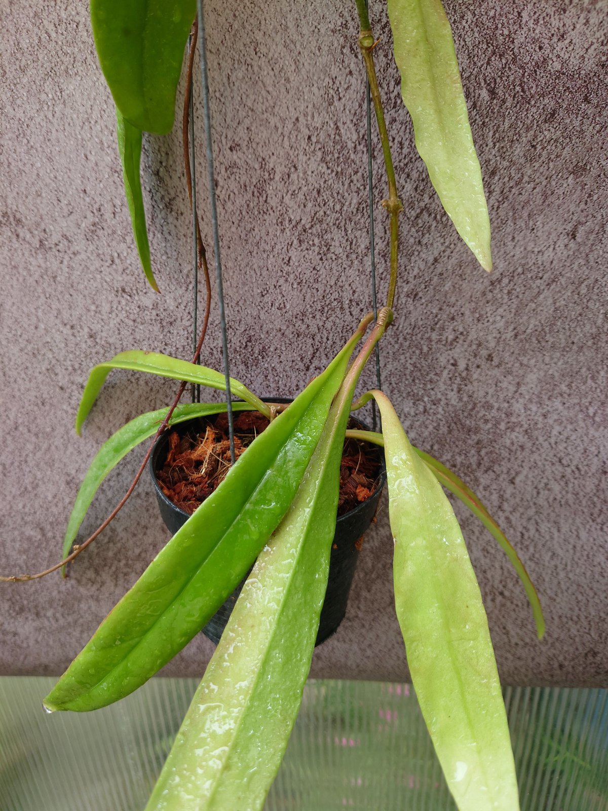 0903＊ホヤ ＊ Hoya ＊ スラウェシアナ ＊アルボマージナータ＊外斑入＊ Hoya Sulawesiana ホヤ スラウェシアナ ホヤ植物 Hoya plants