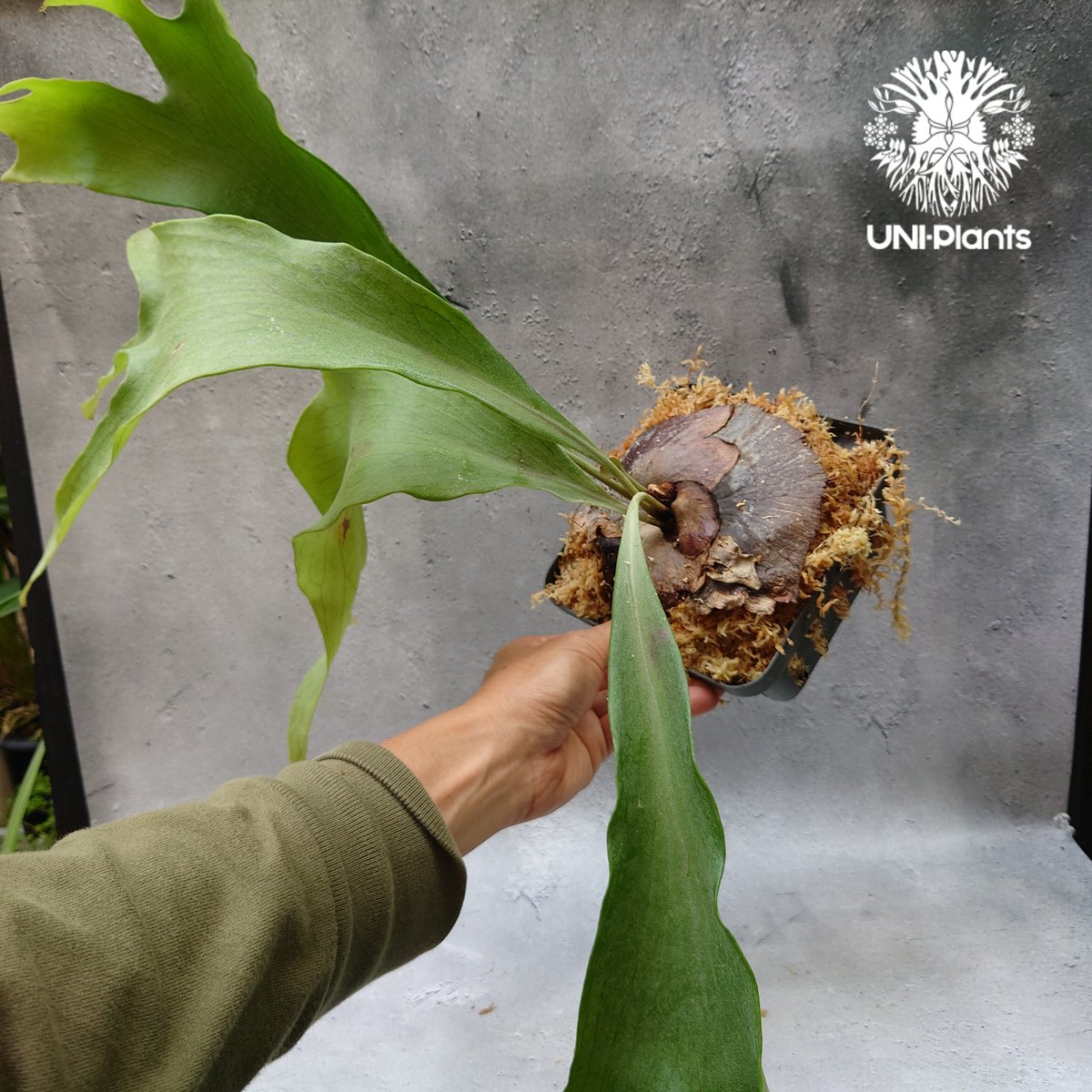 Platycerium hillii cv. Min Min (pup) ビカクシダ ヒリー Platycerium hillii cv. Min Min (pup) ビカクシダ ヒリー