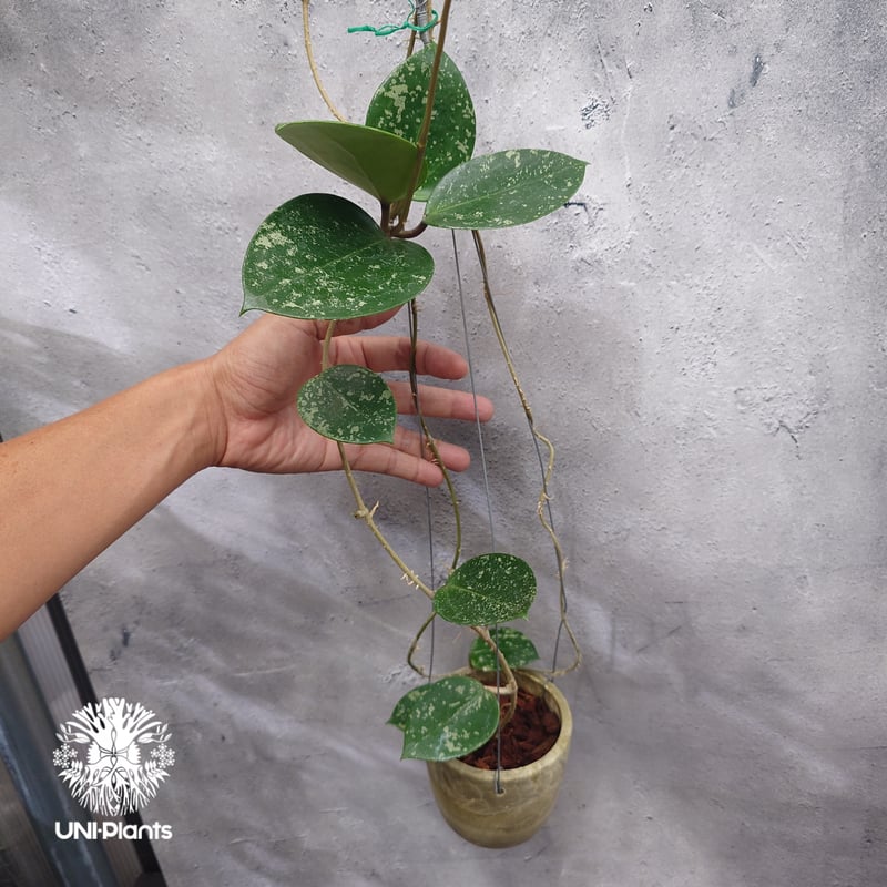 22 ホヤ　パラシティカ　Parasitica バリエガータ　内斑入り　激レア Hoya Parasitica Heart Leaves Splash ホヤ パラシティカ ハ