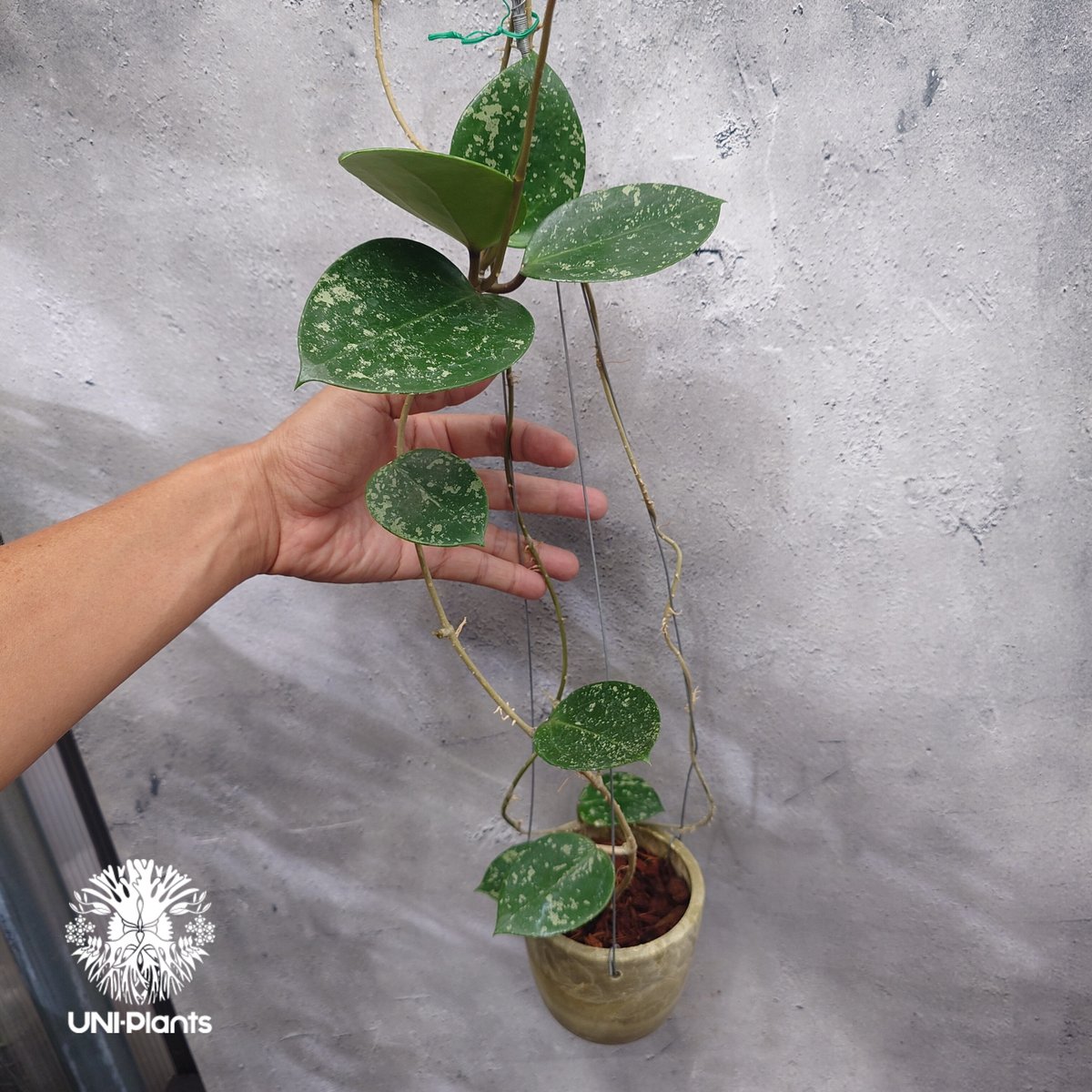Hoya Parasitica Heart Leaves Splash ホヤ パラシティカ ハ