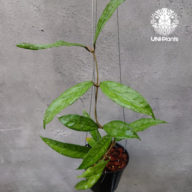 珍種　レア　ホヤ　Hoya Lyi Noid サクララン 珍種 レア ホヤ Hoya Lyi Noid サクララン② ホヤの種類図鑑｜人気品種