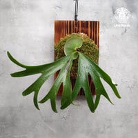 Platycerium willinckii Unknown #2 ビカクシダ ウィリンキー