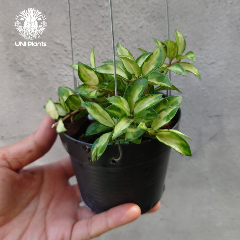 Hoya Lacunosa Bruno ホヤ ラクノーサ ブルーノ 斑入り ホヤ植物 ホヤ