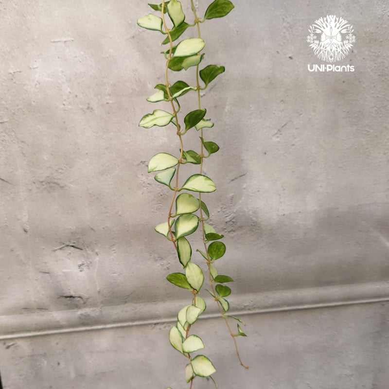 ホヤ ヘウスケリアナ バリエガータ Hoya Heuschkeliana
