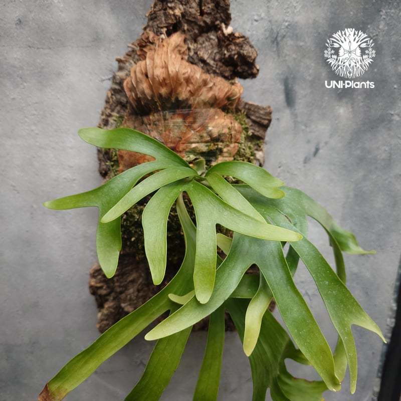 ビカクシダ コロナリウム 〔Tonkla thin〕 コルク付けB 流木 販売