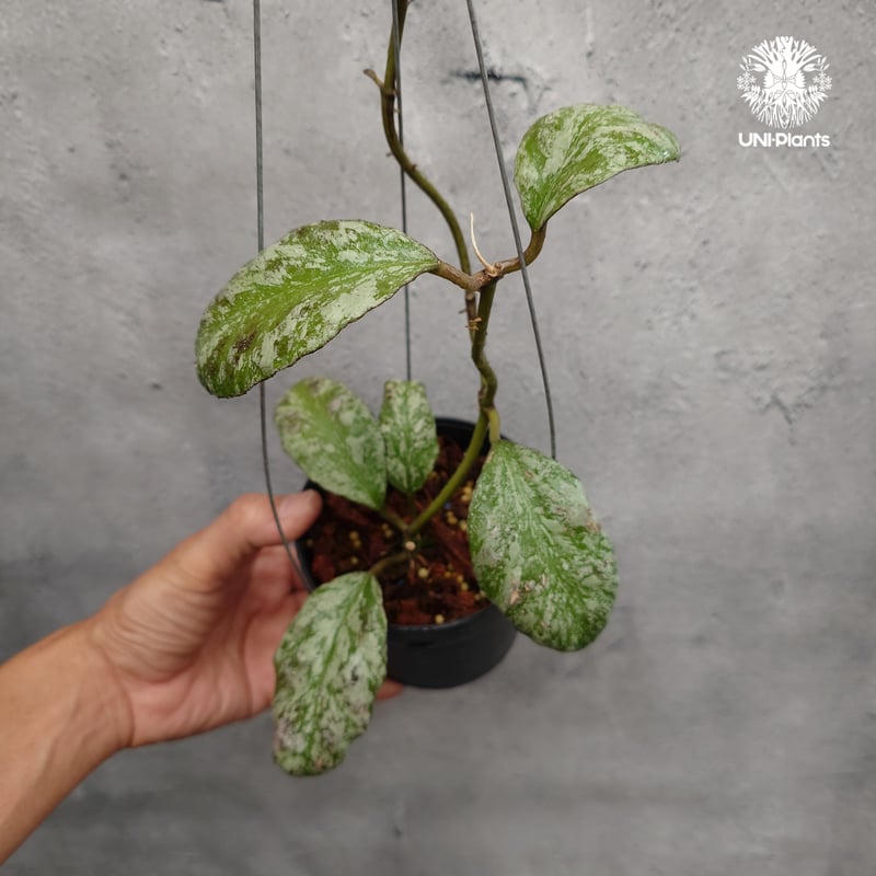 限定1株入荷 Hoya Waymaniae cloudy sky ホヤ ウェイマニアエ クラウ