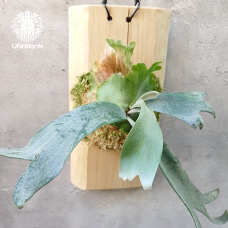 Platycerium willinckii wild East Java (pup) ビカクシダウィリンキー ワイルド株 ビカクシダ板付け