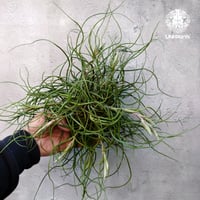 Tillandsia bulbosa チランジア ブルボーサ 大株 インテリア植物 エアープランツ エアプランツ