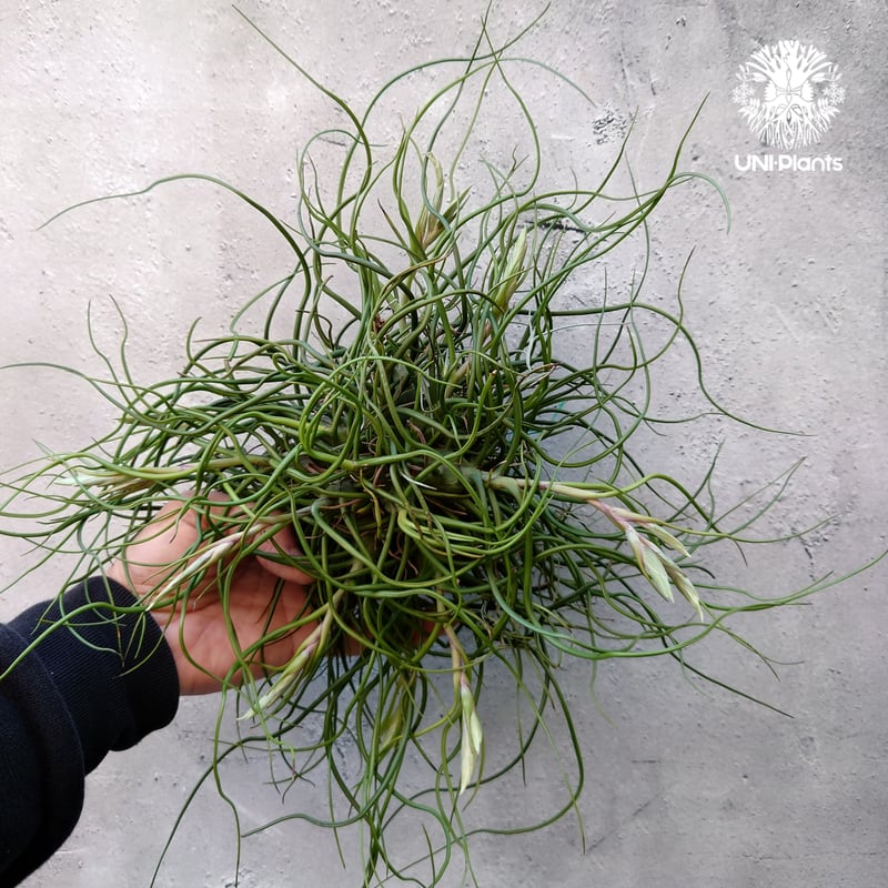 Tillandsia bulbosa チランジア ブルボーサ 大株 インテリア植物