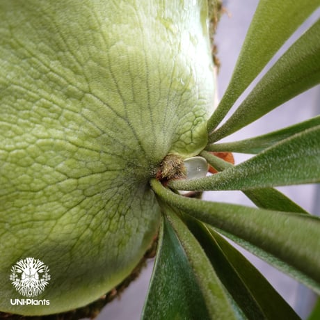 ビカクシダ ヒリー パナマ Platycerium hillii Panama ビカクシダヒリー  シダ植物 ビカクシダ原種 ビカクシダ着生コルク 着生植物