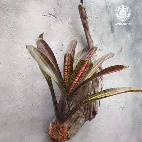 Neoregelia Hot Ember ネオレゲリア ホットエンバー Neoregelia ネオレゲリア着生アレンジ ブロメリア Bromeliad ブロメリア科ネオレゲリア属