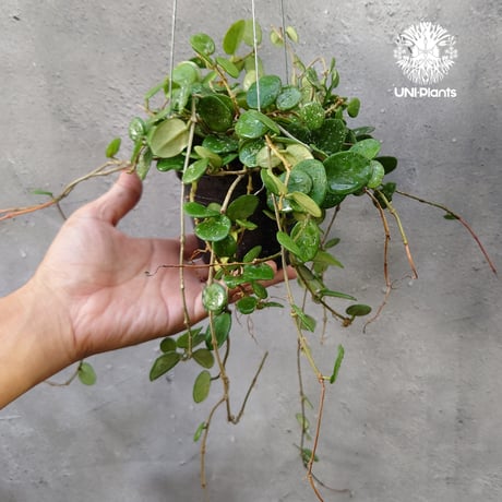 ホヤマチルダ | STORES