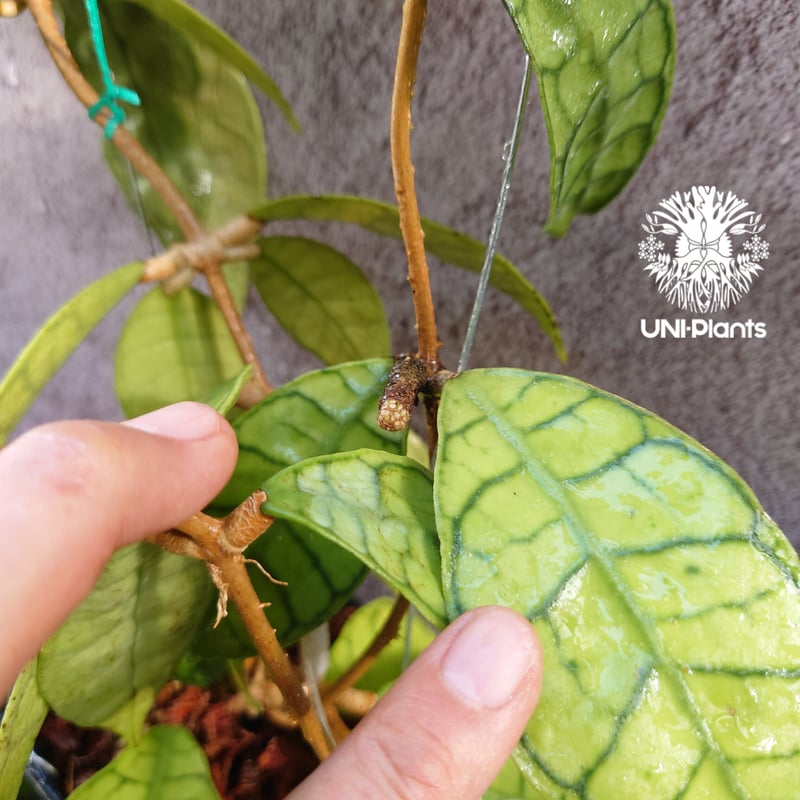 花座付き! Hoya Callistophylla short leaves ホヤ カリストフ