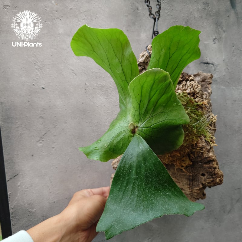 ビカクシダ エレファントティス Platycerium elephantotis ビカクシダ原