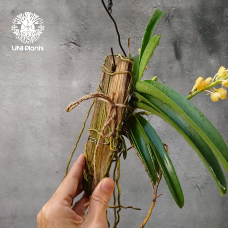 Van.Ladda Gold 洋蘭 Vanda orchid  ラン 蘭 花が綺麗な洋ラン
