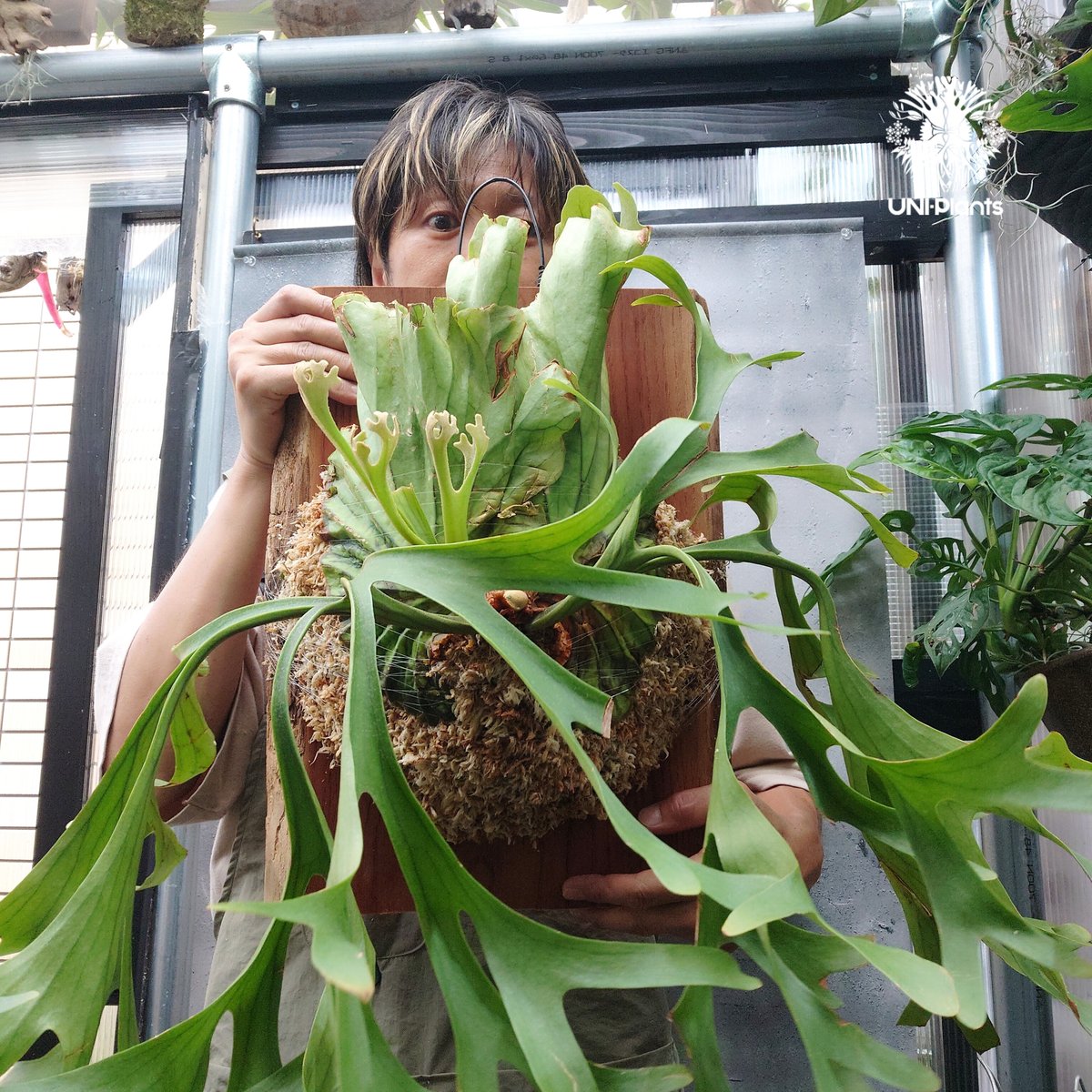 a-na　ビカクシダ 大株 Platycerium Mt.kitshakood Narrow ビカクシダ キッチャ