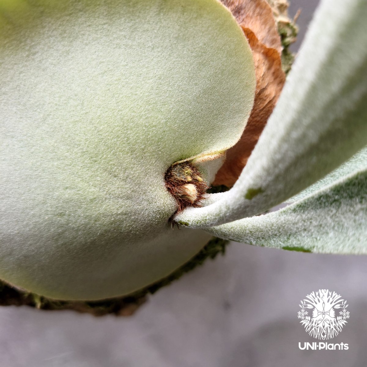 ビカクシダ ベイチー シルバーフロンド Patycerium veitchii cv