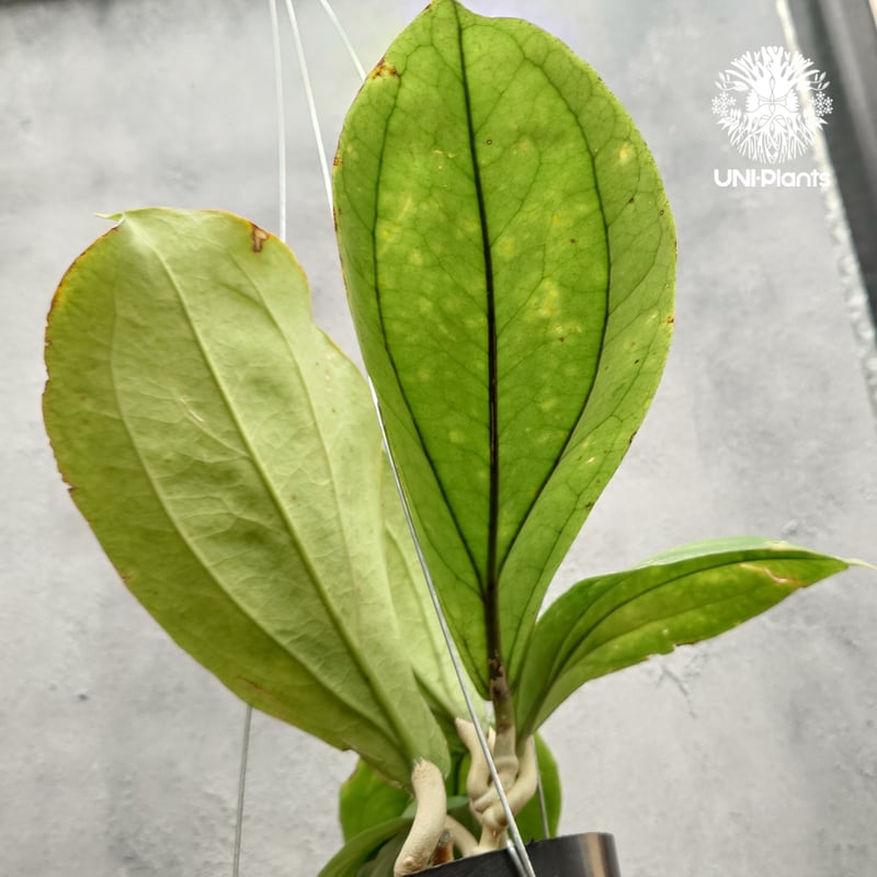 Hoya Lambii ホヤ ランビー ホヤ植物 ホヤの花 Hoya Plants 珍しい 希