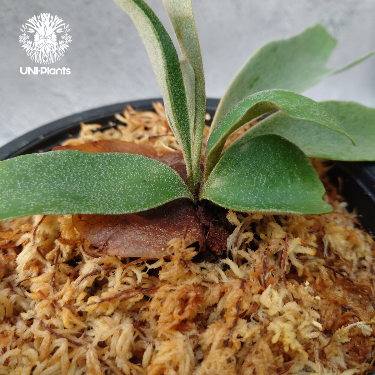 Platycerium willinckii dwarf tatsuta × Platycer