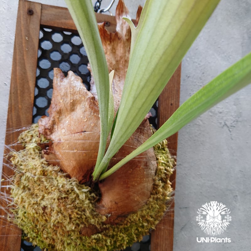 ビカクシダ 品種不明 Platycerium sp.コウモリラン ビカクシダ