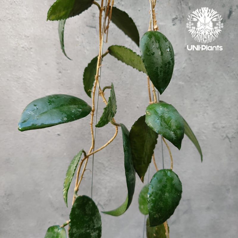 Hoya Caudata ホヤ カウダータ ホヤ植物 珍奇 珍しい 希少 レア