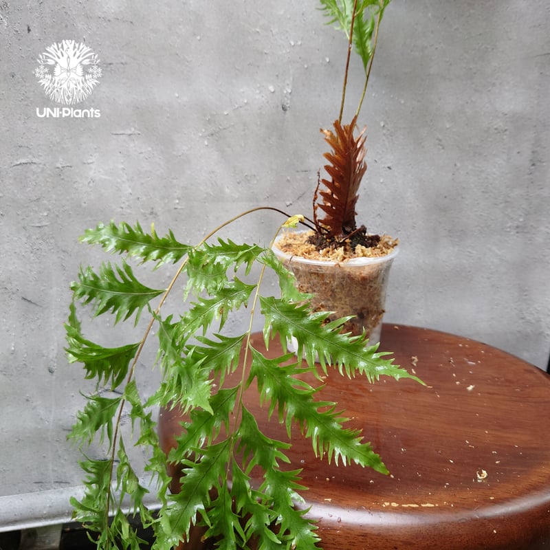 s*0様 Drynaria rigidula `whitei‘ 株分 Amazon.co.jp: Drynaria rigidula Whitei @bikamori ドリナリア