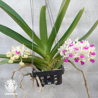 【タイ直輸入】着生ラン リンコスティリス ギガンテア  'spot Bao' x sib  ｜珍品・希少ラン・蘭の花｜Rhynchostylis gigantea 'spot Bao' x sib