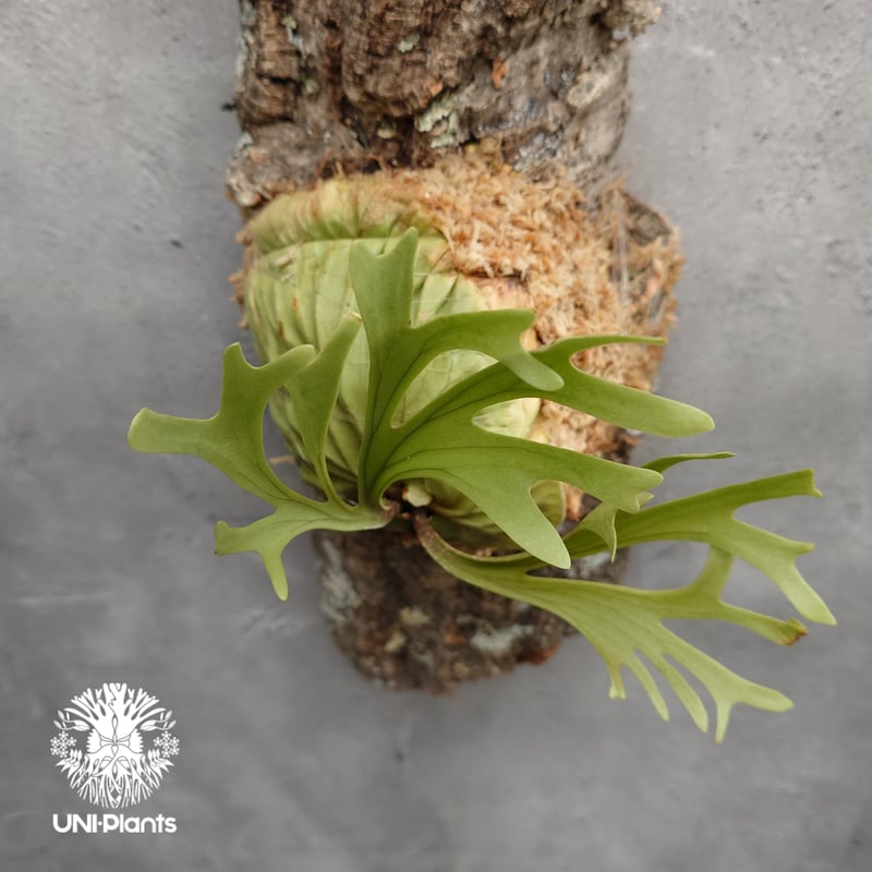 リドレイ　pakarang パカラン　ビカクシダ　5個セット Platycerium ridleyi Pakarang ビカクシダ リドレイ パカラン
