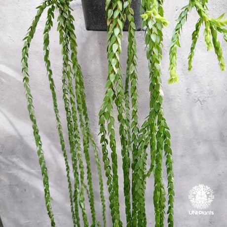 Huperzia spp. フペルジア  Phlegmariurus (フレグマリウルス) 観葉植物 珍奇植物 植物 着生植物 インテリア植物 珍しい シダ植物