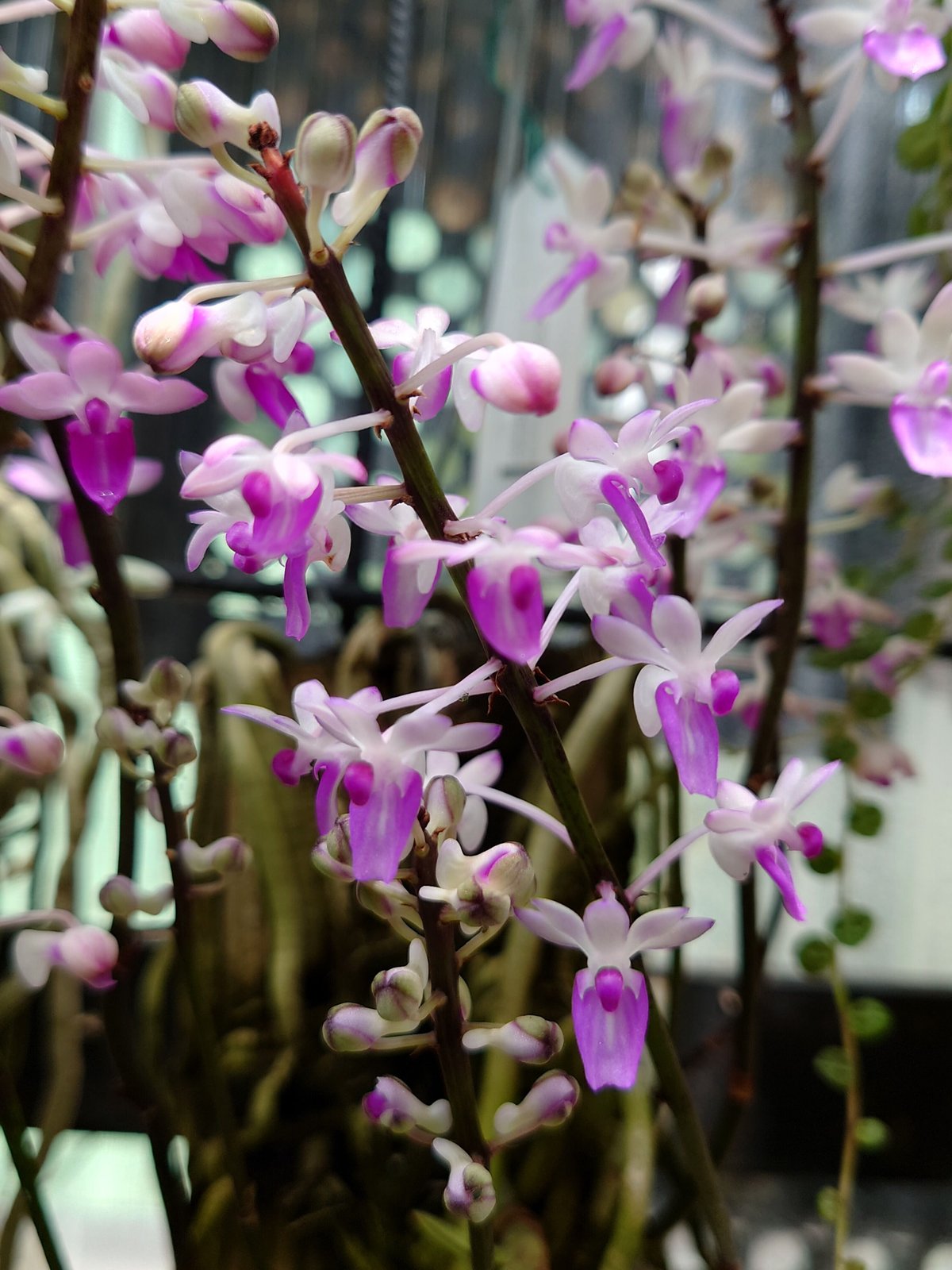 セイデンファデニア・ミトラタ 大株 モサモサ