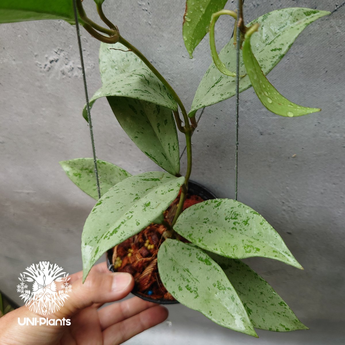 Hoya Pubicalyx silver ghost 希少 ホヤ プビカリクス シルバー Hoya Pubicalyx silver ghost 希少 ホヤ プビカリクス シルバー