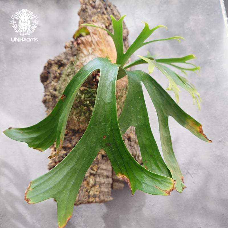 Platycerium coronarium ビカクシダ コロナリウム ビカクシダ