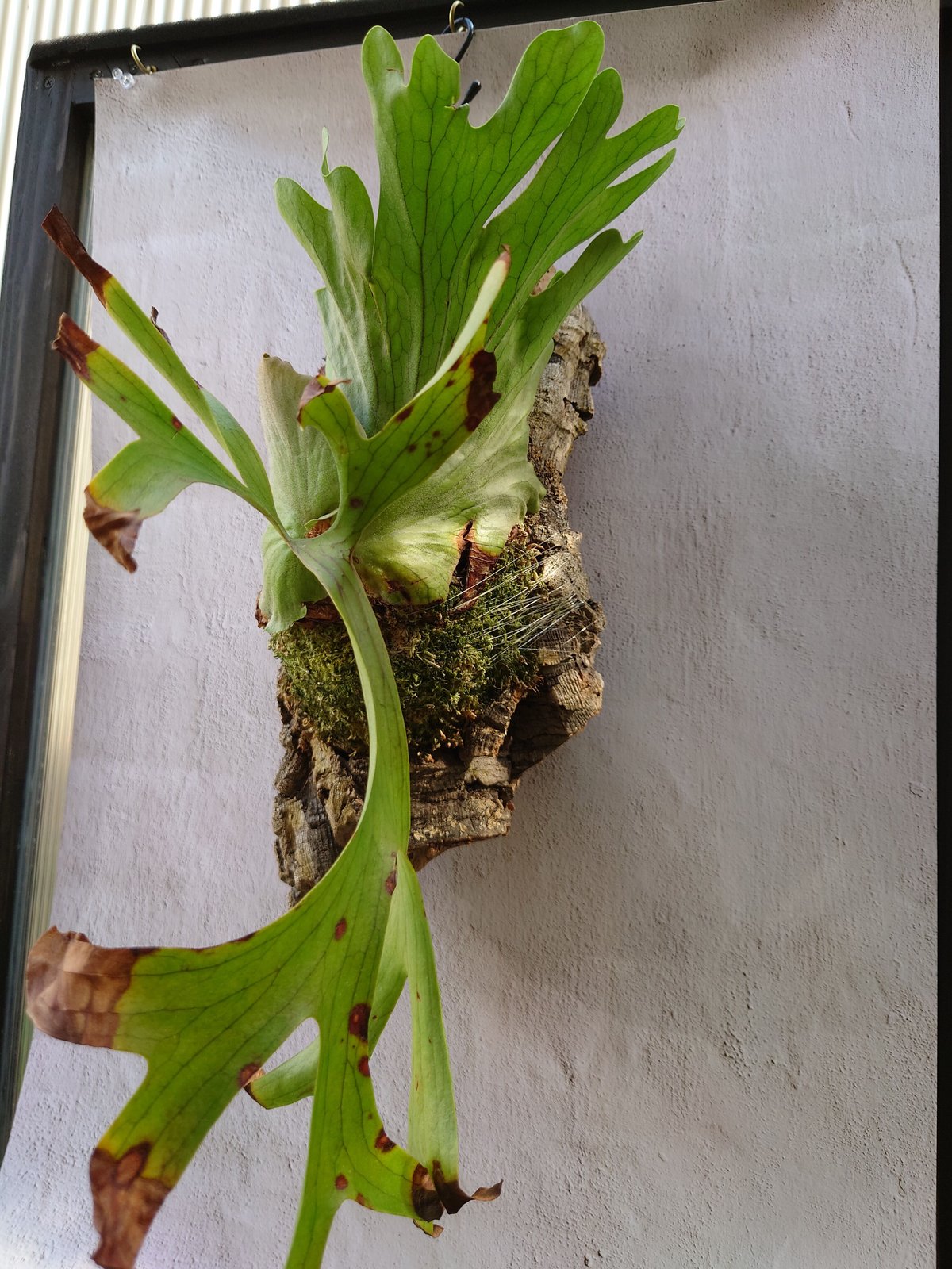 T*-様 P.コロナリウム Platycerium coronarium (原種 Platycerium coronarium ビカクシダ コロナリウム ビカクシダ